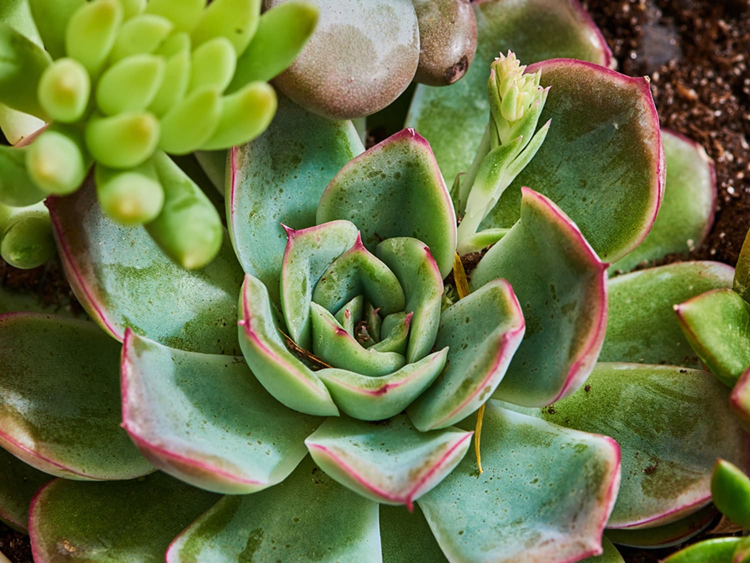 Green succulent on sale